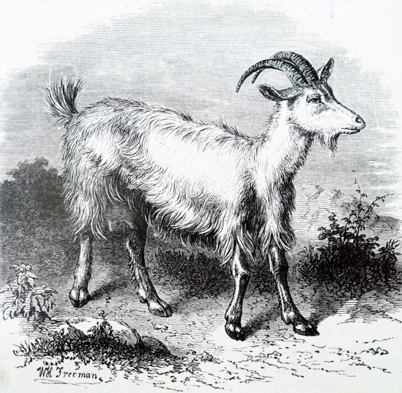 A goat