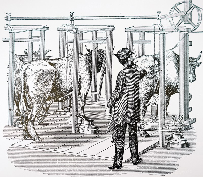 Colvin'S hydraulic milking machine: corrugated rubber suction cups were placed over the teats