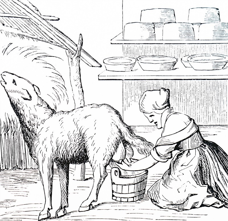 The milking of a ewe for cheese making in Switzerland