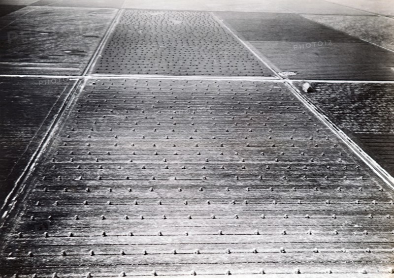 Photograph taken of farming fields in the Netherlands