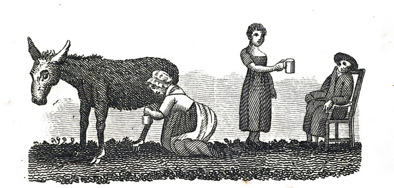 The milking of a donkey to provide milk for an invalid child