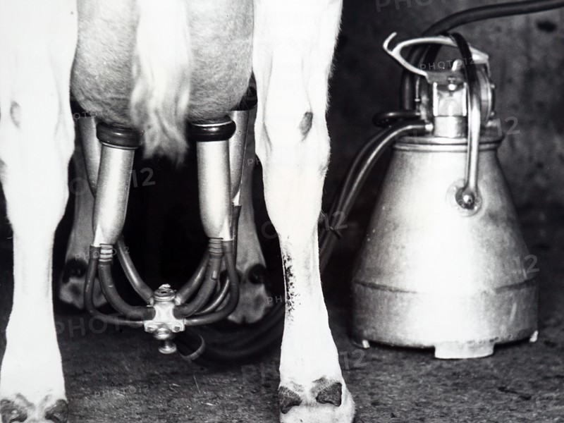 Photograph of an electric milking machine in use