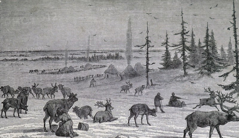 The milking of a reindeer in Lapland