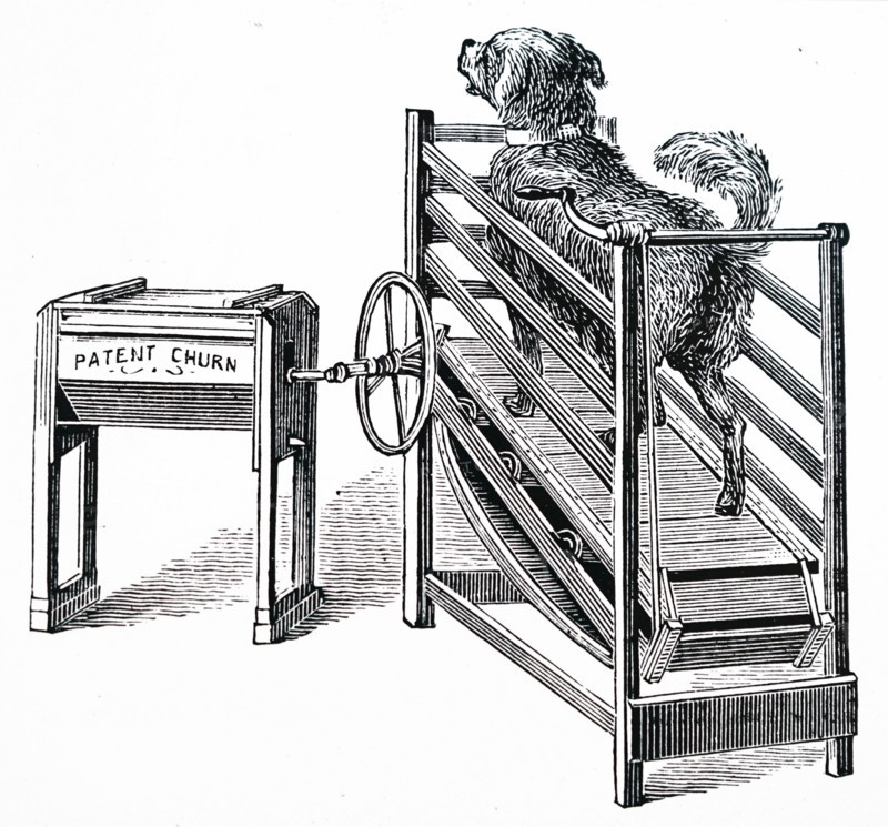 A butter churn powered by a dog running on a treadmill