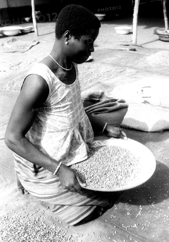 Photograph of a woman culling coffee beans in French Togoland