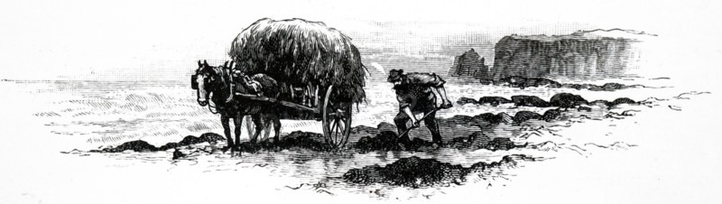 A man collecting seaweed which had washed up on the beach