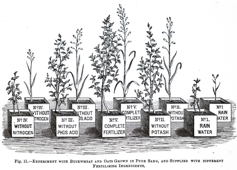 Experiments with buckwheat and oats grown in pure sand with different fertilising ingredients being conducted within the Experimental Station in Tharandt, Saxony