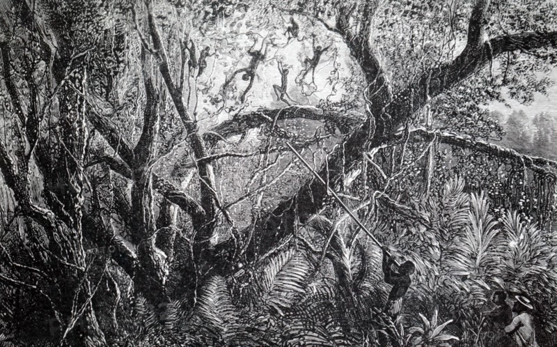 The use of a blow-pipe and poisoned darts being used to hunt monkeys in South America