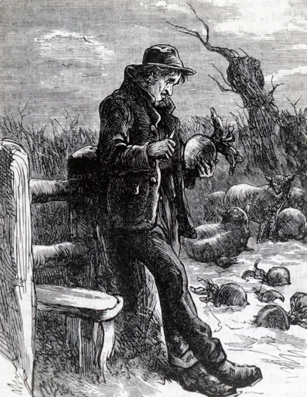 A starving agricultural labourer eating a raw turnip that had been put in the field as fodder for sheep