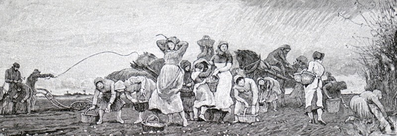 A gang of women potato picking in the Fens