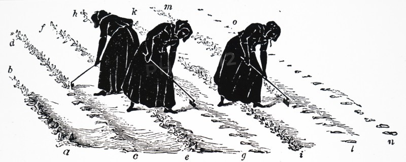 Women slinging turnips