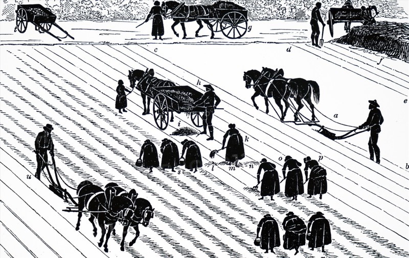Potato planting in Scotland