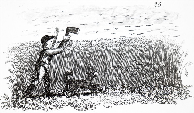A young boy using a Clack, Rattle or Whizzer, a noisy wooden contraption to scare the birds away