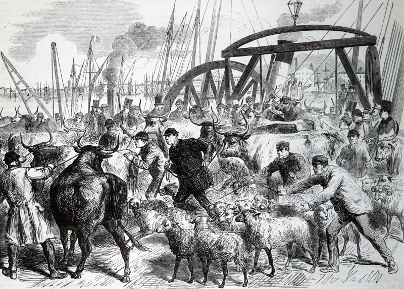 The inspection of cattle at the Metropolitan Cattle Market in London, during the outbreak of the Cattle Plague