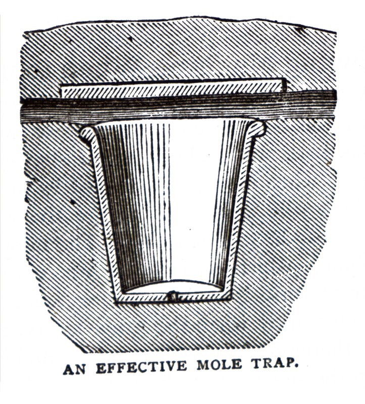 An effective mole trap