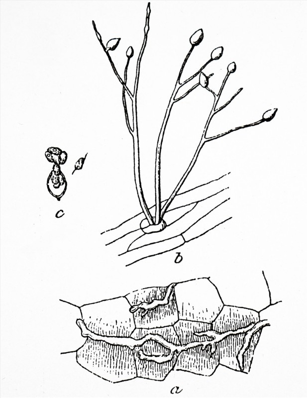 The rotting leaves of a potato plant due to a fungal infection which was spread by aphids
