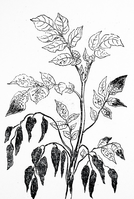 The rotting leaves of a potato plant due to a fungal infection which was spread by aphids