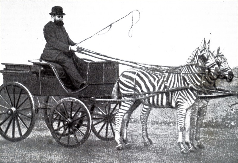 Photograph of Lionel de Rothschild driving a team of zebras