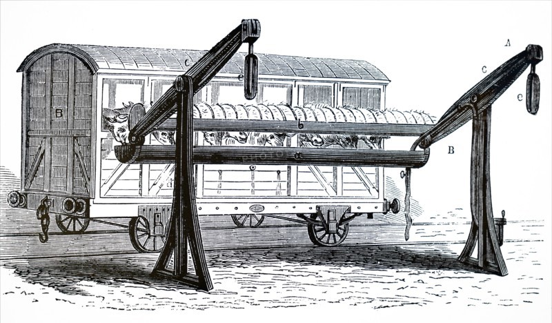 An closed cattle truck at a feeding and watering halt