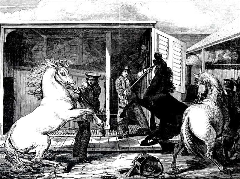 Horses at a train station being moved from a board gauge to a narrow gauge wagon at Gloucester Train Station