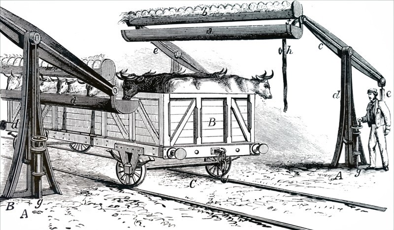 The apparatus for watering cattle during rail transit without removing them from the their trucks