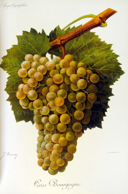painted illustration of grapes from a viniculture manual (French), 1905