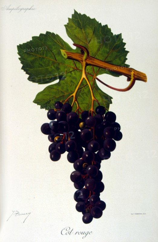 painted illustration of grapes from a viniculture manual (French), 1905