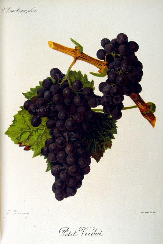 painted illustration of grapes from a viniculture manual (French), 1905