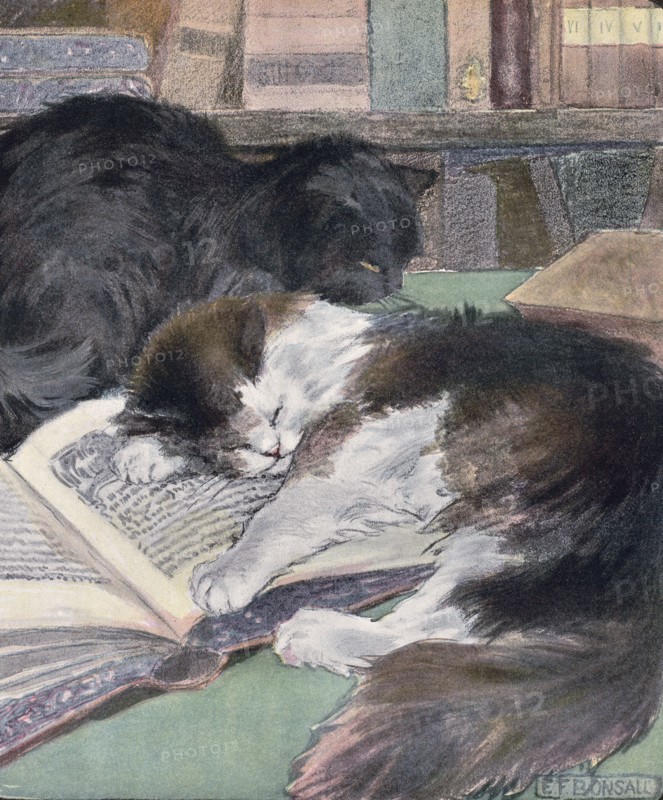The book of the cat with facsimiles of drawings in colour. By Elisabeth Fearne Bonsall