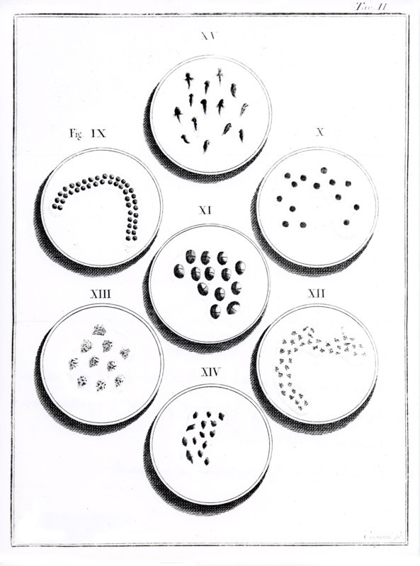 Microscope, Plate II: Development of toad (18th century)