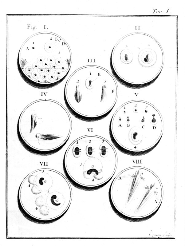Microscope, Plate II: Development of frog
(18th century)