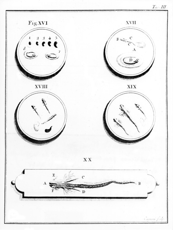 Microscope. Plate III: Development of salamander
(18th century)