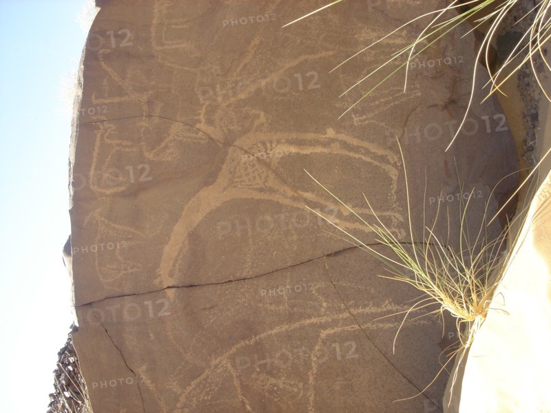 Rock engravings - Niger - giraffe
