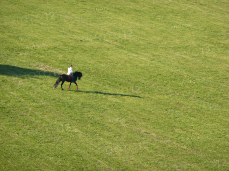 Horse