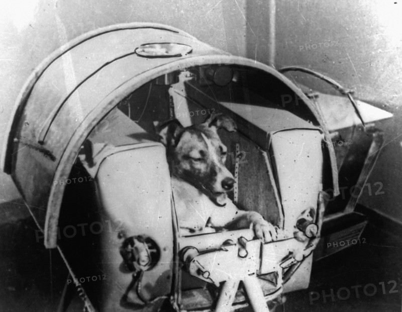 La chienne Laika à bord de Spoutnik II, 1957