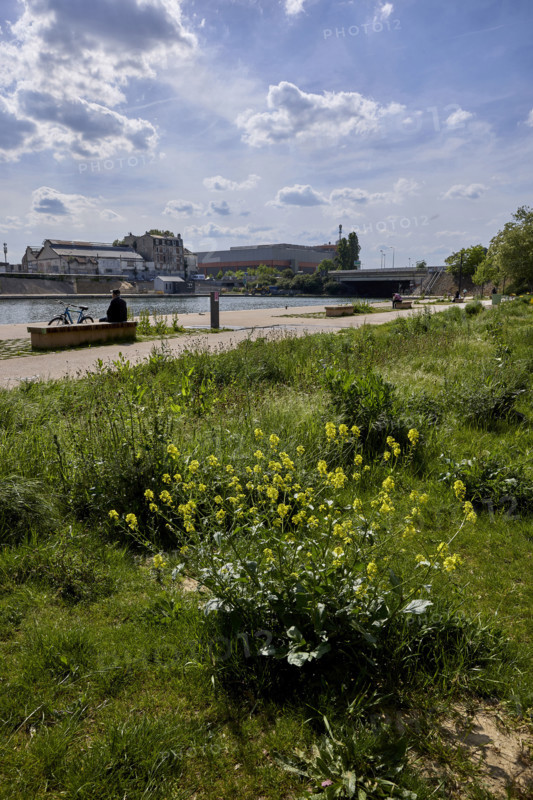 Végétalisation à Saint-Denis