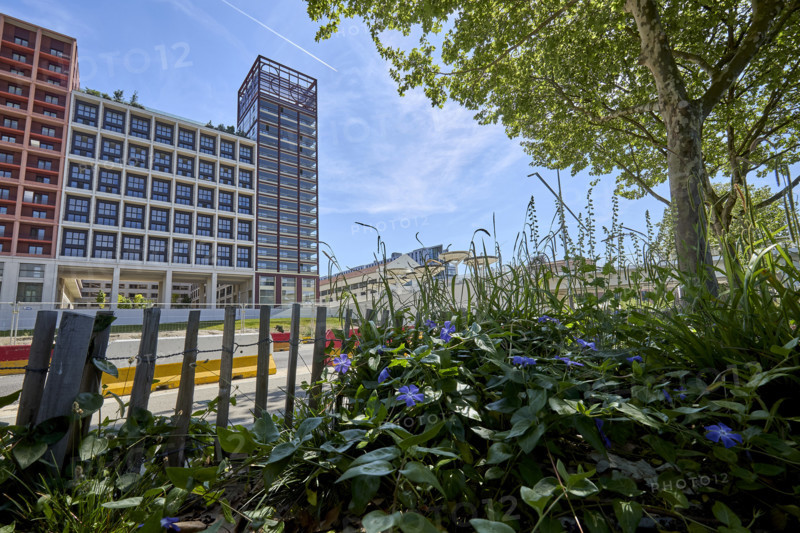 Végétalisation à Saint-Denis