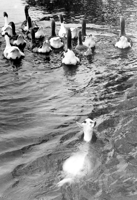 Goat swims after geese
