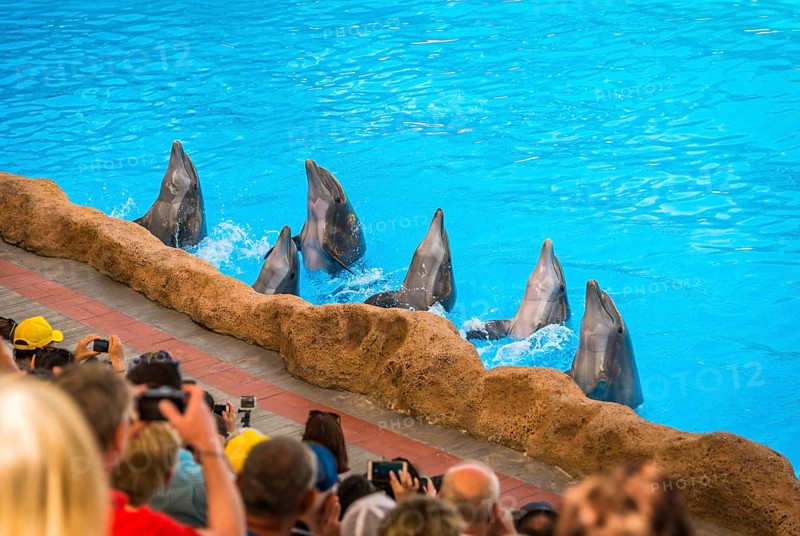 Bottlenose dolphins (Tursiops truncatus) Dolphin Show