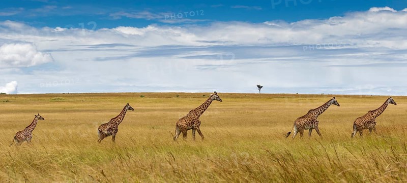 Giraffes (Giraffa camelopardalis)