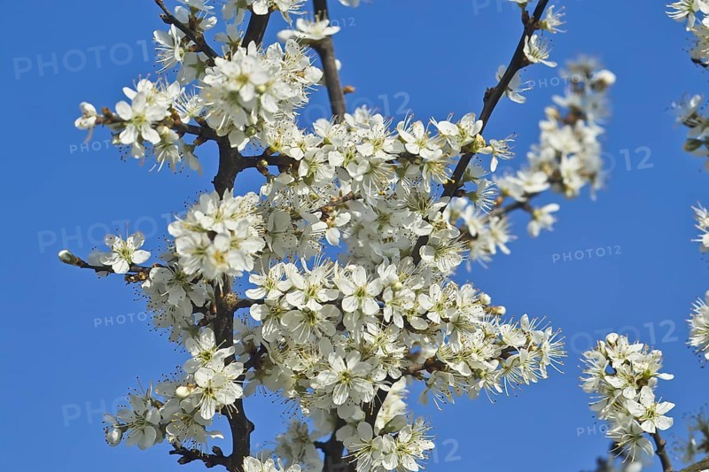 White blossoms
