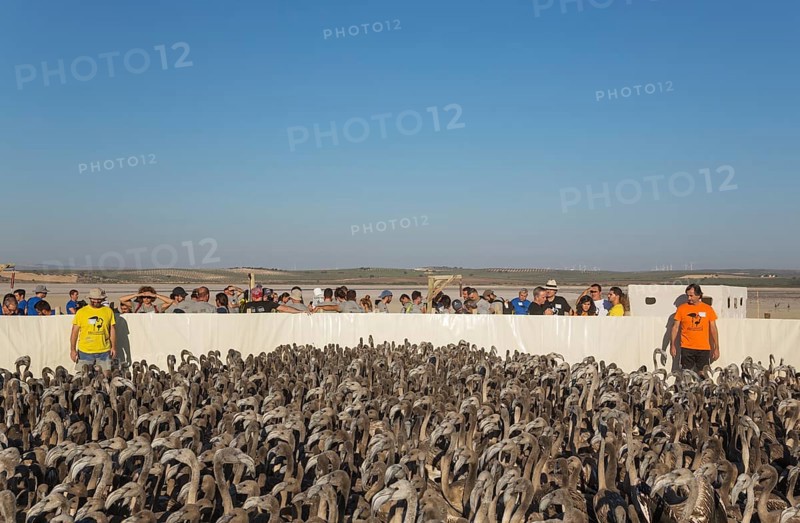 Volunteers at the Laguna de Fuente de Piedra have captured immature Greater Flamingos (Phoenicopterus roseus) which will be ringed and go through a medical check
