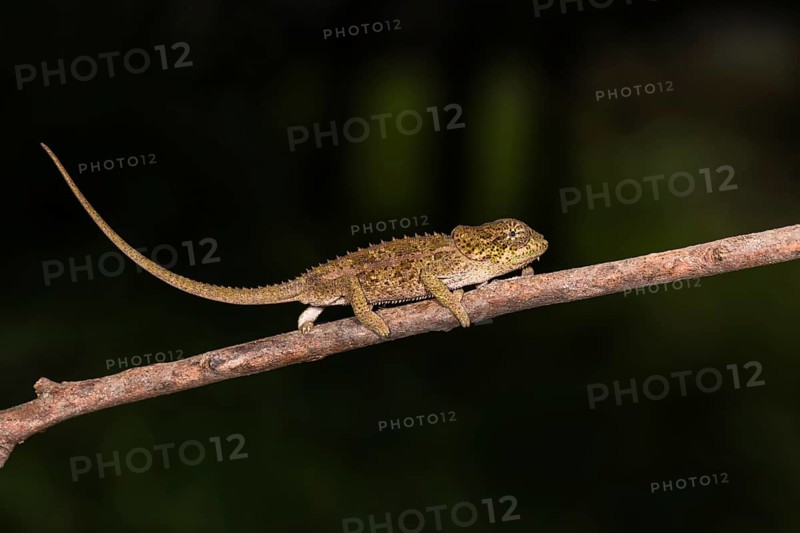 Blue-legged chameleon (Calumma crypticum) runs on branch