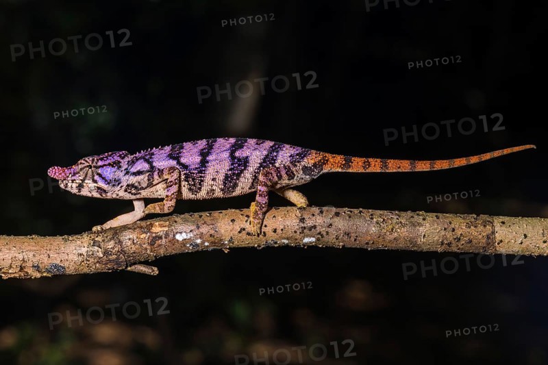 Rhinoceros chameleon (Furcifer rhinoceratus)