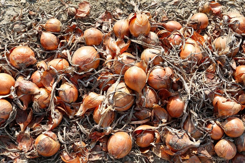 Harvest