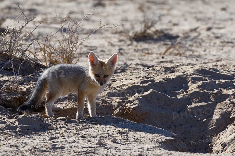 Young Cape fox (Vulpes chama)