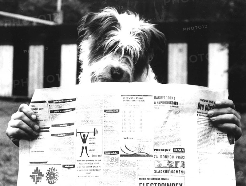 Dog reads newspaper ca. 1970s