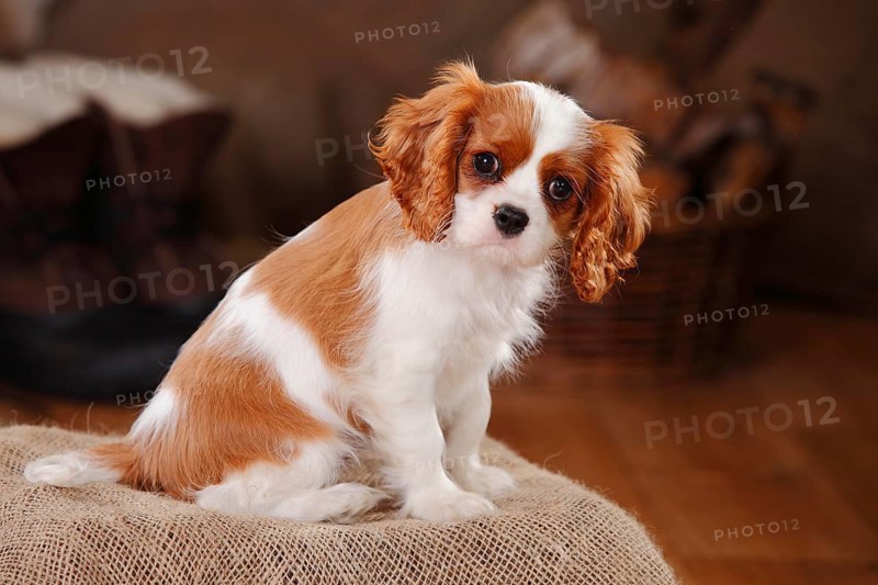 Cavalier King Charles Spaniel