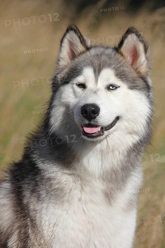 Siberian Husky Malamute half breed