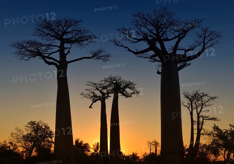 Grandidier's Baobab (Adansonia grandidieri) at Baobab Avenue in the sunset